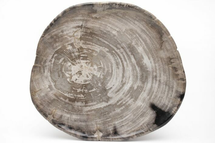 Tropical Hardwood Petrified Wood Dish - Indonesia #210577